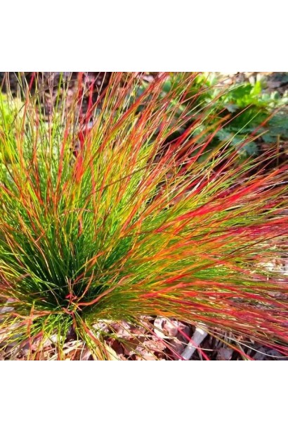 Festuca glauca ‘Blue red’
